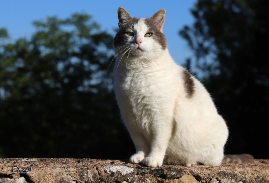 Oscar est un chat qui a quitté son domicile et qui a rejoint les Chats du Pèlerin