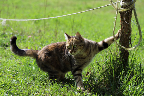 Féline a été retirée à une personne âgée qui ne pouvait plus s'en occuper. Elle est pensionnaire de l'association Les Chats du Pèlerin