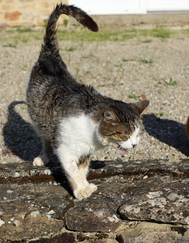 Calvin est un chat qui a été retiré à une personne âgée qui ne pouvait plus s'en occuper. Il fait partie des Chats du Pèlerin