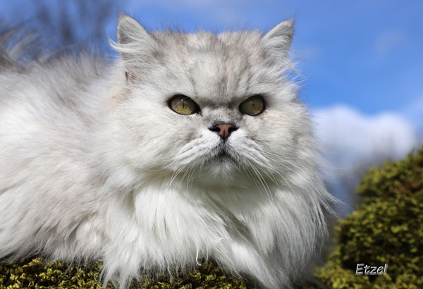 César est un chat qui a été maltraité et qui a été utiliser comme reproducteur. Il a été recueilli par Les Chats du Pèlerin