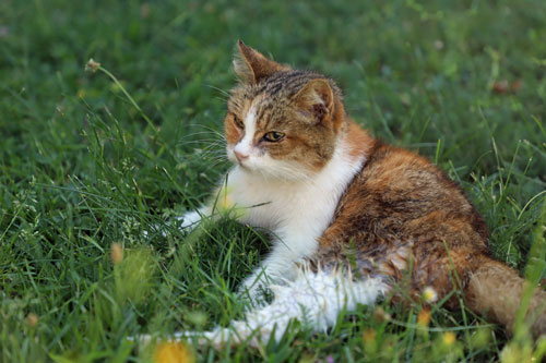 Lilou, chatte aveugle recueillie par les Chats du Pèlerin