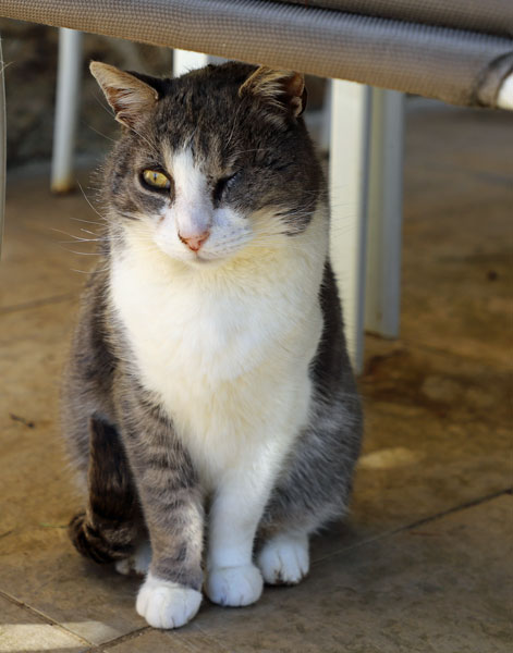 Maxou est arrivé de lui-même aux Chats du Pèlerin dans un état lamentable. Il fait partie des chats sauvages de l'association
