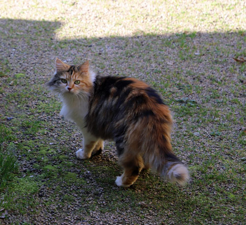 Mila est une minette craintive qui a été récupérée sur un parking. Elle fait partie des Chats du Pèlerin