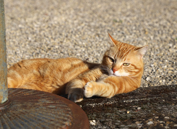 Robin est un chat mi-sauvage qui a certainement été abandonné devant le refuge des Chats du Pèlerin.