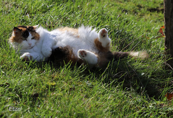 Roxie est une chatte âgée qui se trouvait près d'une route passante et qui a été recueillie aux Chats du Pèlerin