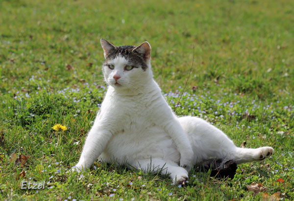 Arthémis est un chat sauvage qui est arrivé de lui-même à l'association Les Chats du Pèlerin après le premier confinement