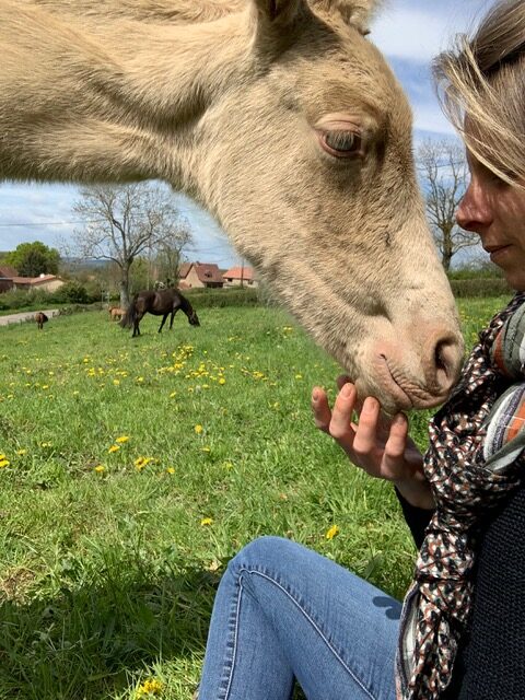 Stage de kinésiologie animale avec un cheval