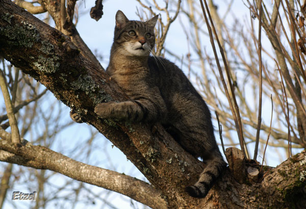 Melchior est un chat qui a été sorti de fourrière afin de lui éviter l'euthanasie. Il a été recueilli par Les Chats du Pèlerin