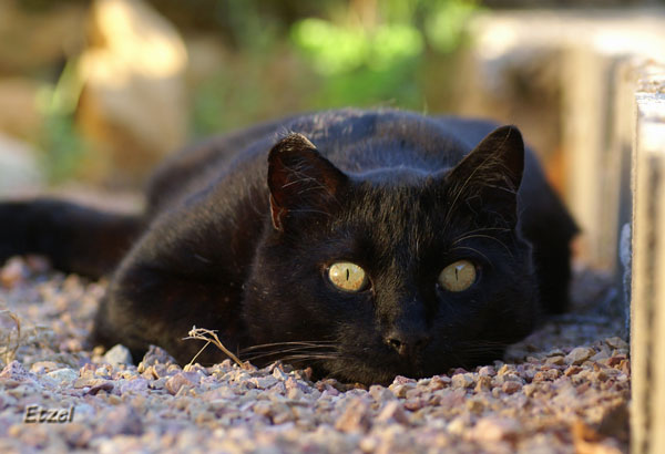 Noiraud est un chat sauvage qui est arrivé de lui-même à l'association les Chats du Pèlerin