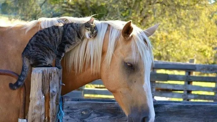 relation entre un chat et un cheval