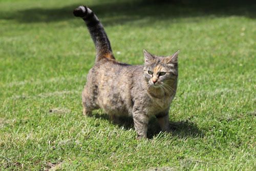 Tigra vivait sur un parking. Afin de lui donner une vie meilleure, les Chats du Pèlerin l'ont accueillie. Elle est restée sauvage
