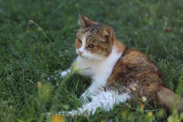 Chatte de 19 ans abandonnée dans la rue