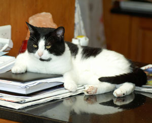 Photo d'un chat sur un livre