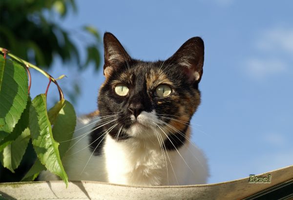 Chatte Chat Pèlerin 71