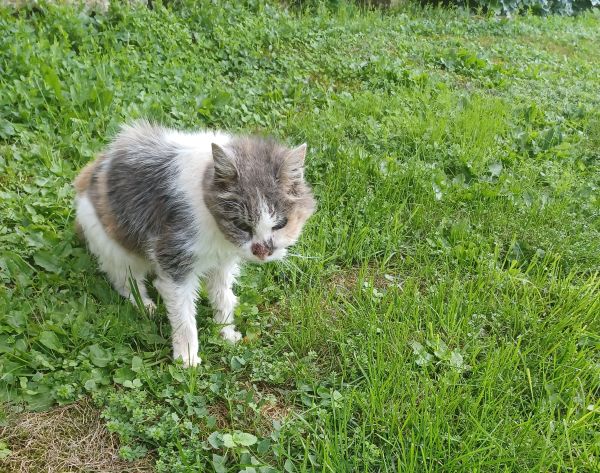 Maggi, chatte aveugle de 22 ans recueillie par Les Chats du Pèlerin