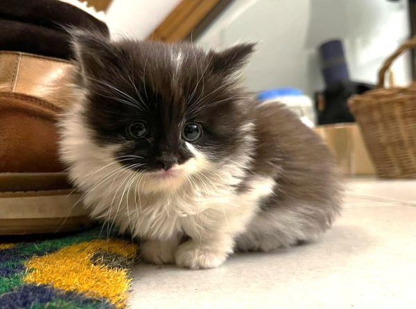 Chatonne sauvée par les Chats du Pèlerin 71