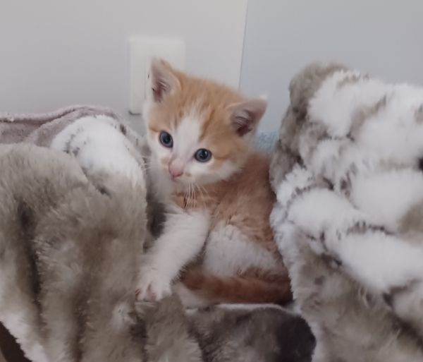 Rouletabille, chaton sauvé par les Chats du Pèlerin, dept 71