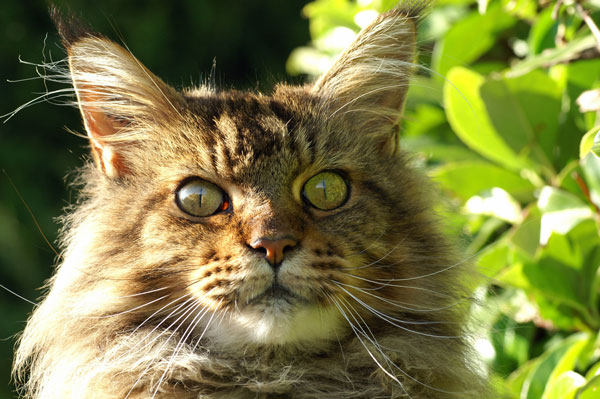 Gallile à l'origine de l'association des Chats du Pèlerin