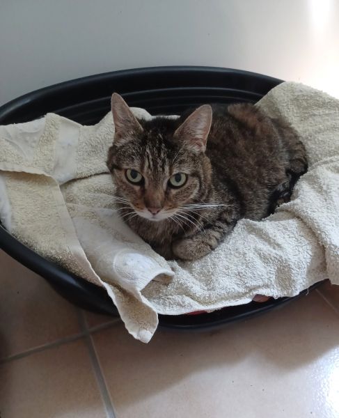 Libi, 13 ans, recueillie par les Chats du Pèlerin