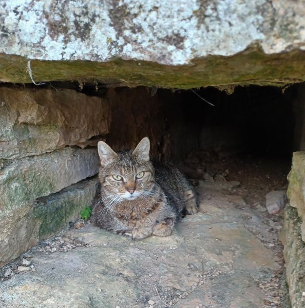 Chatte senior proposée au placement par les chats du Pèlerin