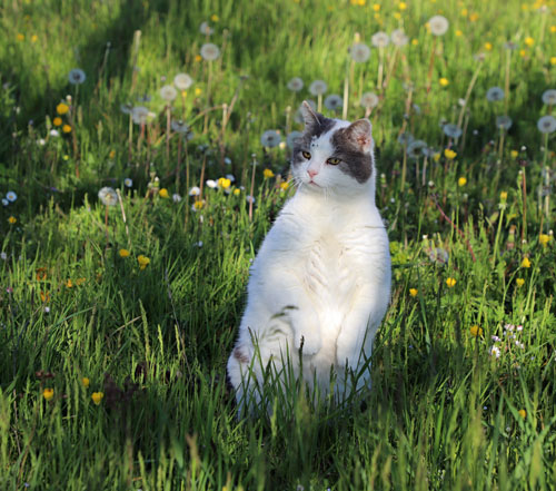 Oscar, chat senior de l'association Les Chats du Pèlerin 71