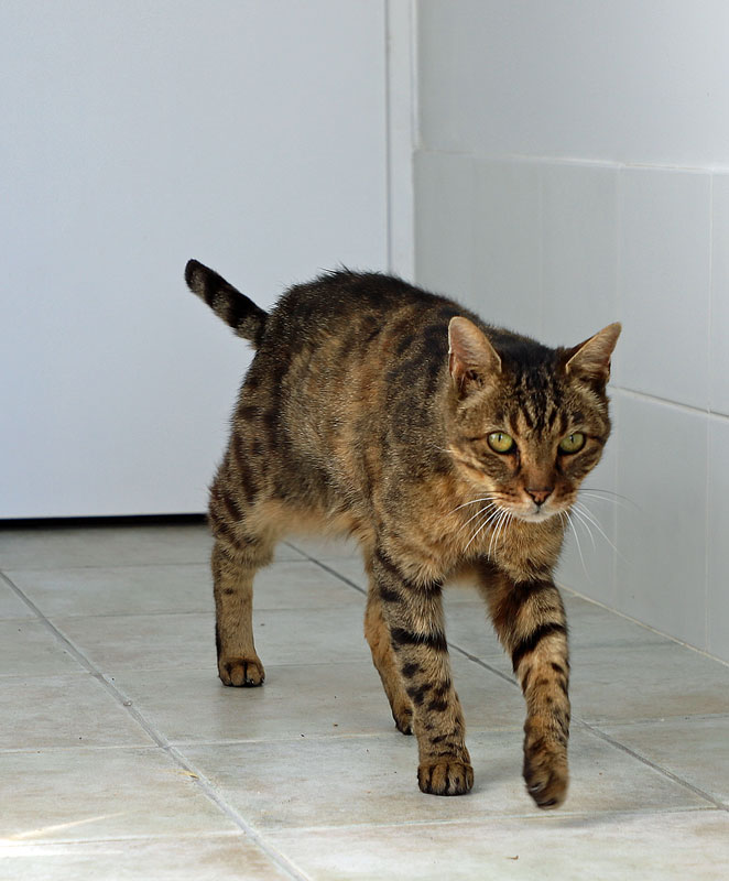 Nino, chat croisé savannah recueilli par Les Chats du Pèlerin